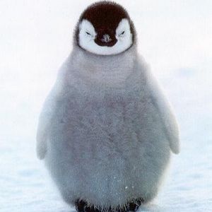 Meet your Posher, Penguin